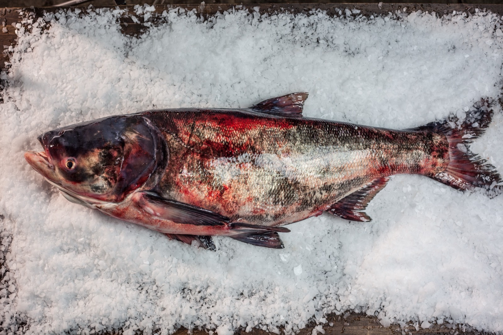 Bighead carp on ice