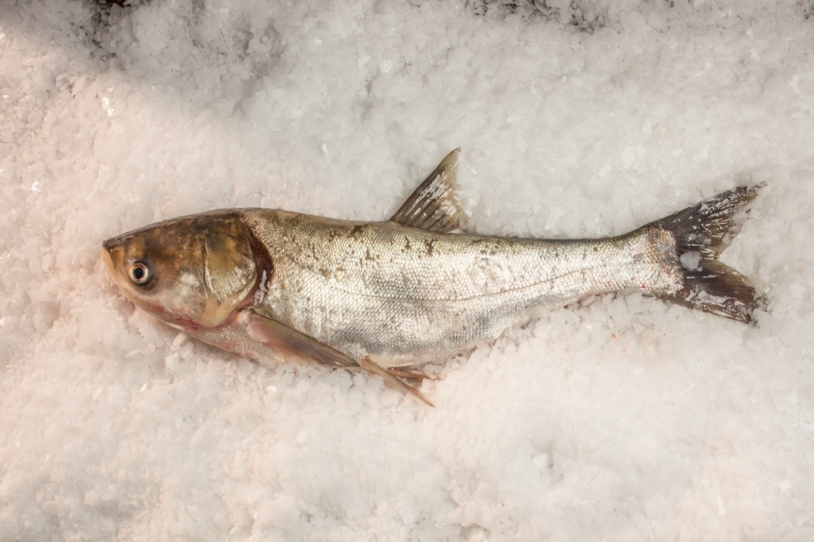 Silver carp on ice