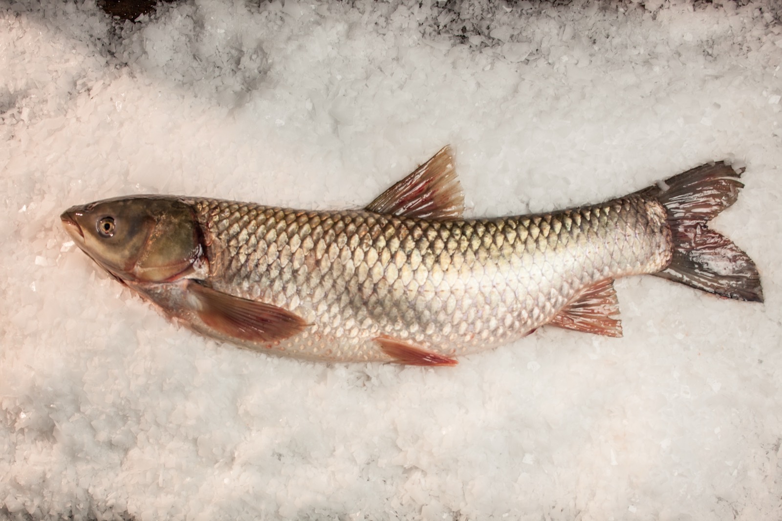 Grass carp on ice