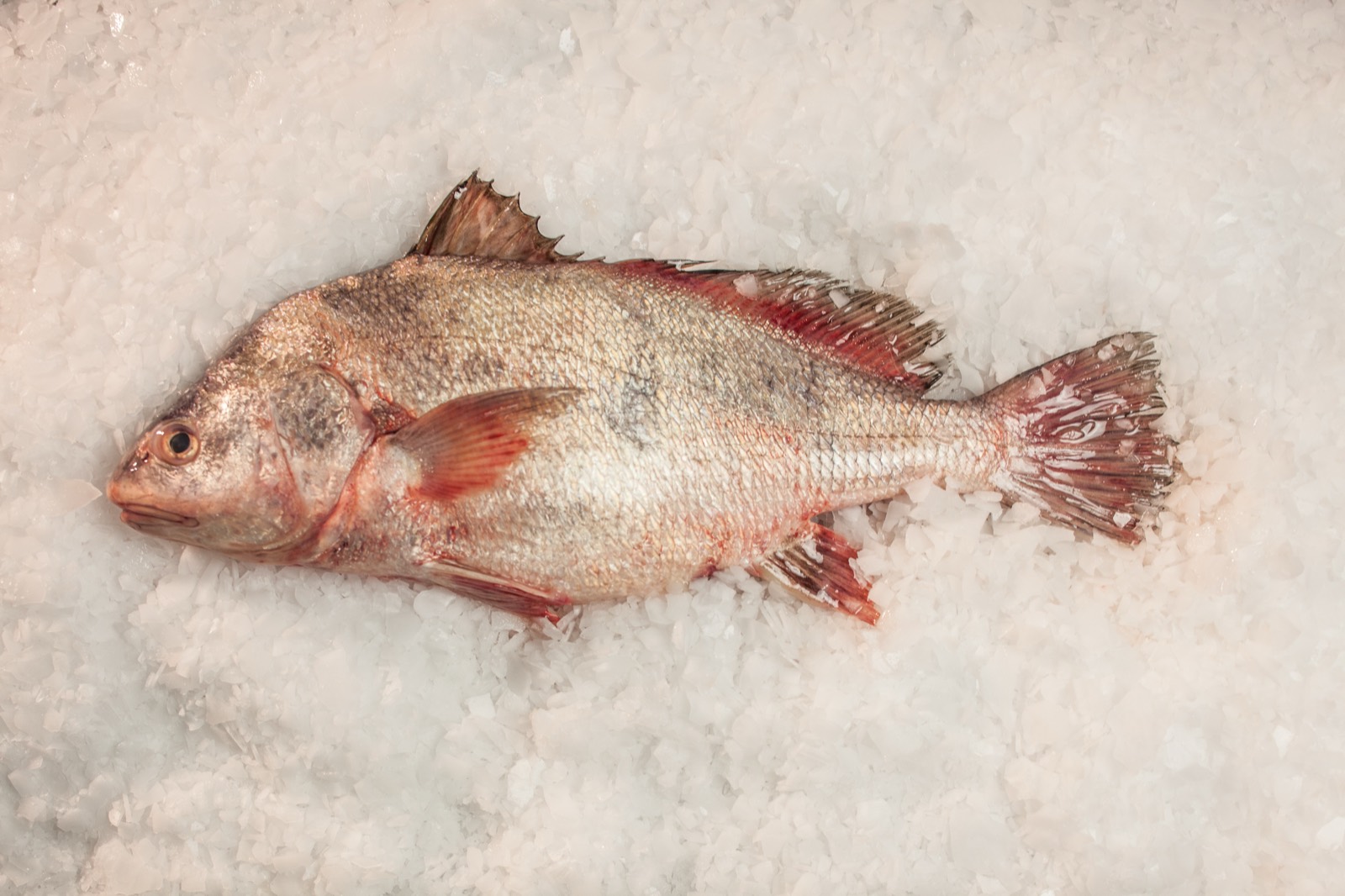 Buffalo fish on ice