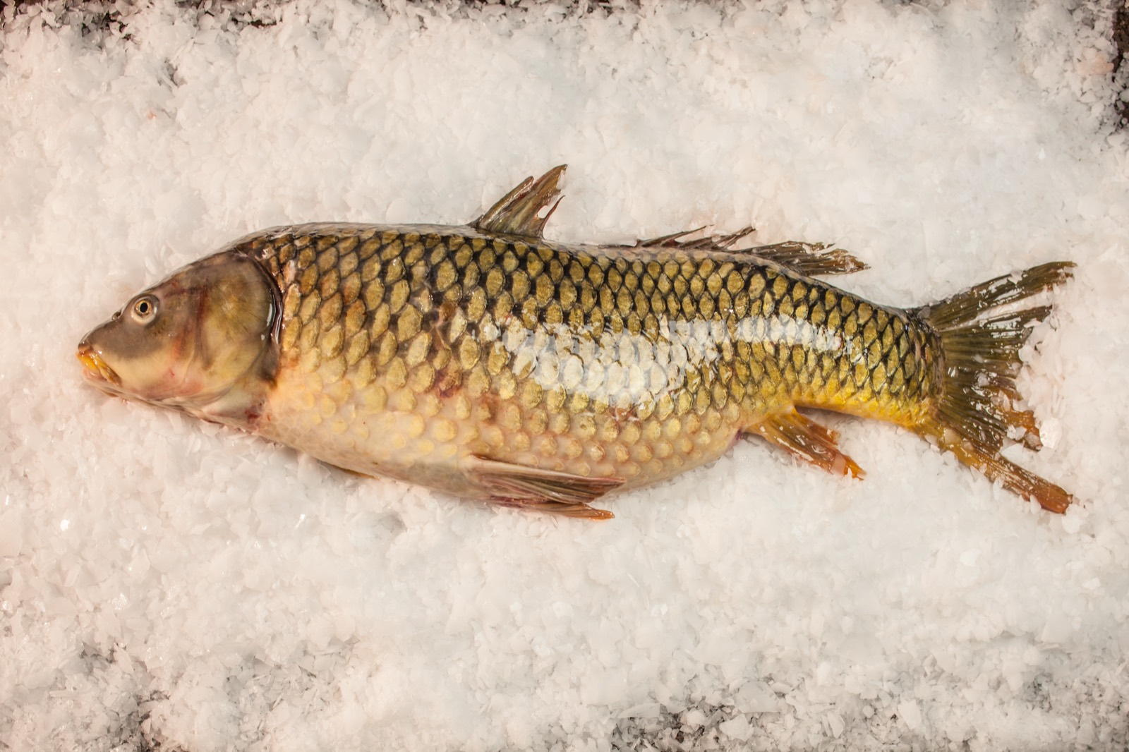 Common carp on ice